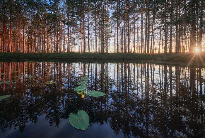 Anton Kononov, sunset, reflection, water, photography, trees, lily pads, outdoors, sunlight, nature