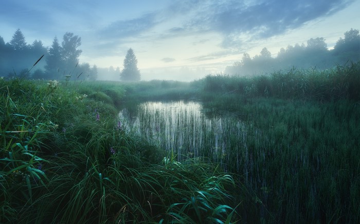 trees, nature, Anton Kononov, stream, outdoors, water, photography, reeds, mist, grass