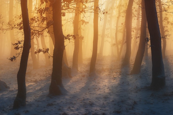 winter, snow covered, photography, Andras Szabo Zsolt, trees, landscape, snow, outdoors, dappled sunlight, nature, mist