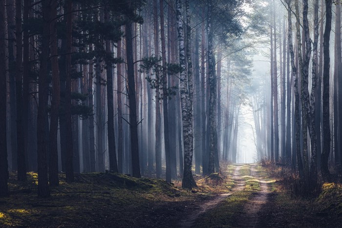 landscape, nature, trees, outdoors, path, forest, Michał Tomczak, photography, dappled sunlight