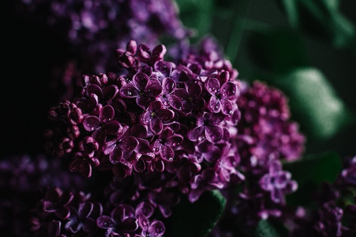 flowers, closeup, plants, purple flower, water drops, nature
