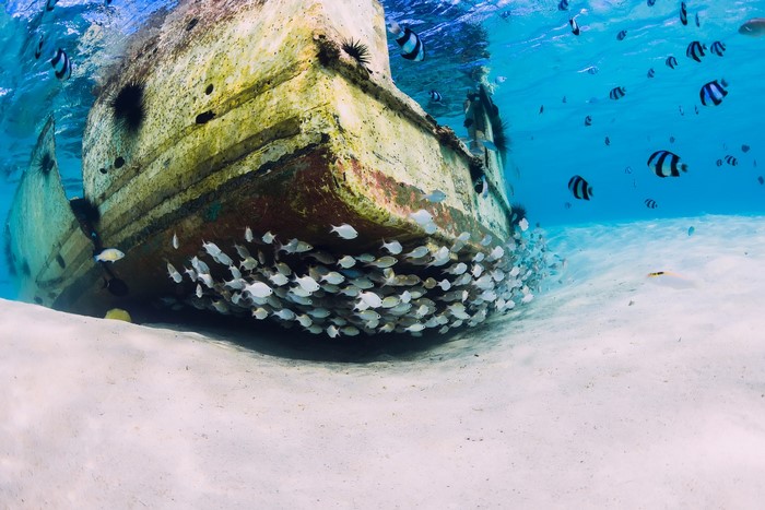 underwater, fish, sea, animals, wreck, nature