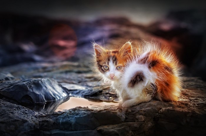 calico, mammals, kittens, cats, animals, outdoors