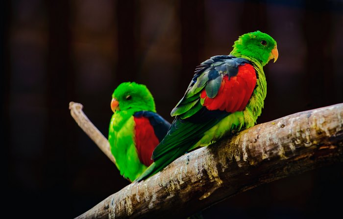 Two green parrots with red accents on a branch