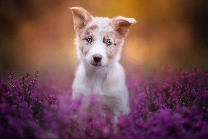 Border Collie Puppy in Purple Flowers