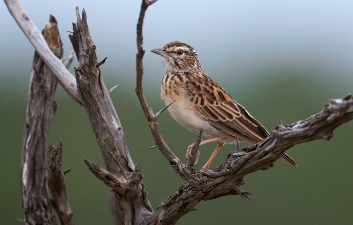 nature, birds, branch, animals