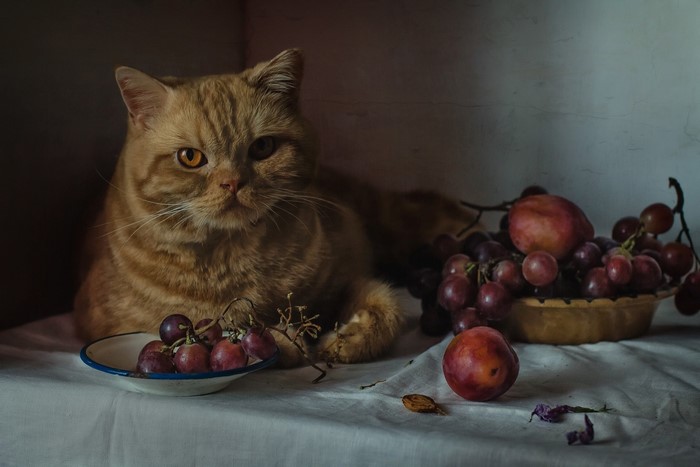 food, animals, cats, indoors, fruit, berries, feline, mammals