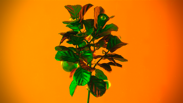 4K, ball, neon, CGI, glass, render, plants, digital art, rendering, leaves