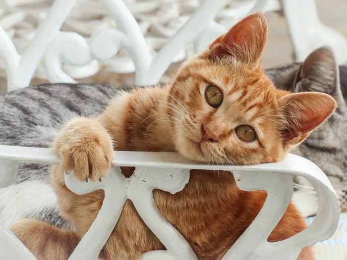 feline, animals, cats, mammals