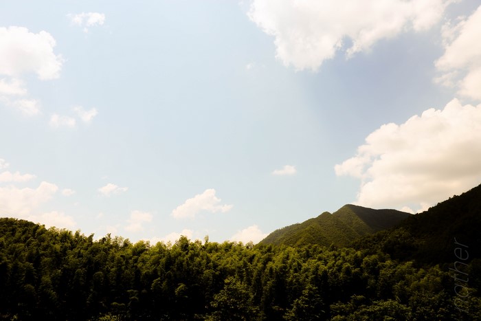 4K, nature, China, leaves
