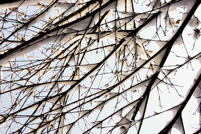 nature, branch, China