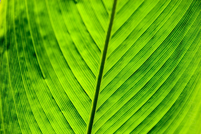 4K, leaves, nature, China