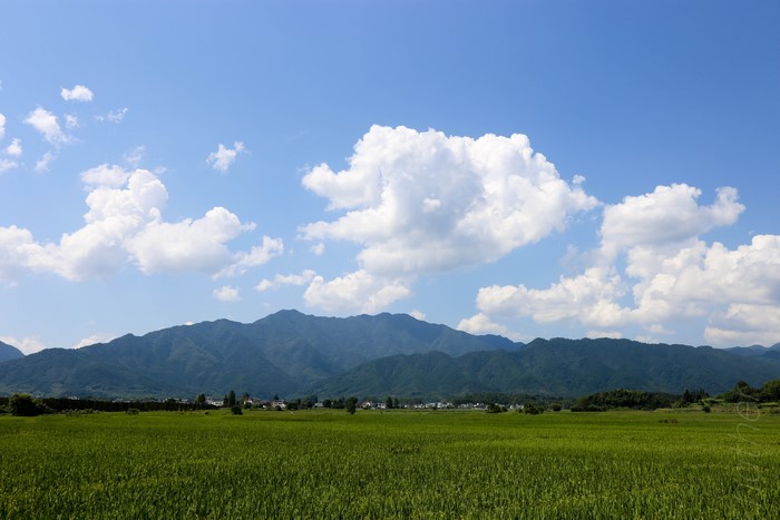 4K, nature, China, leaves