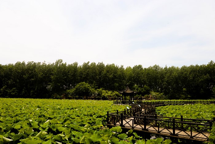 4K, nature, China, leaves