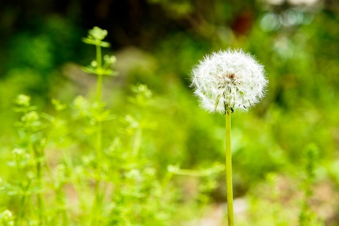 nature, hefei, dandelion