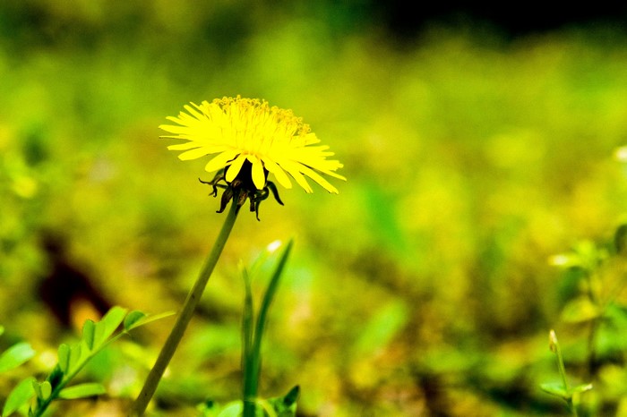 dandelion, nature, hefei