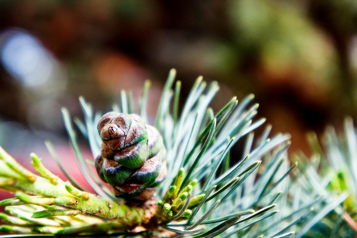 pinecone, hefei, nature