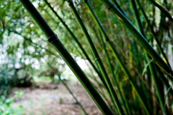 plants, nature, hefei