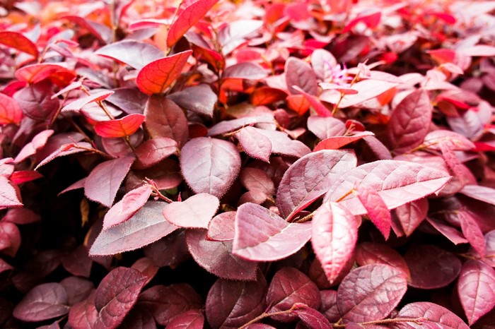 hefei, nature, leaves
