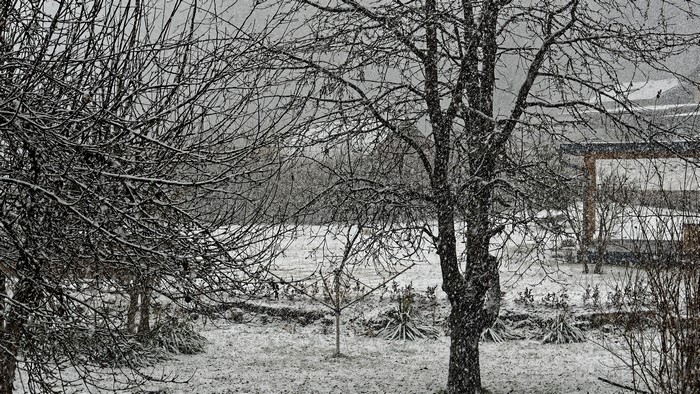 4K, plants, snow, trees, ice, outdoors, winter, cold