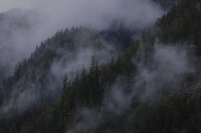 landscape, mist, pine trees, clouds, nature, forest
