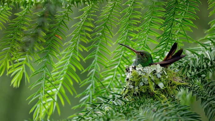 birds, nature, animals, pine trees, hummingbird, nests