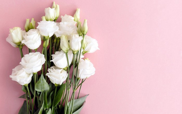 flowers, nature, pink background, white flowers