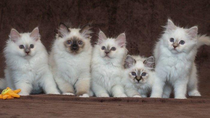 kittens, mammals, animals, cats