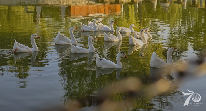4K, animals, goose, nature