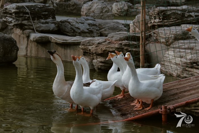 animals, nature, goose