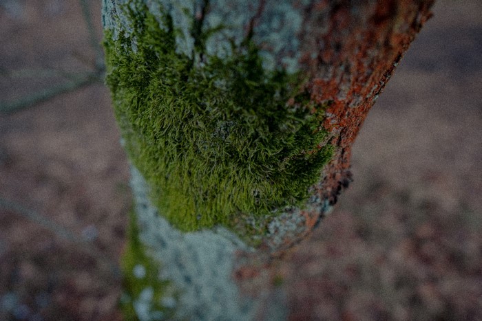 moss, tree bark, forest