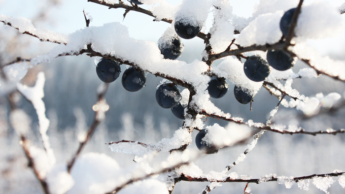 4K, cold, nature, winter