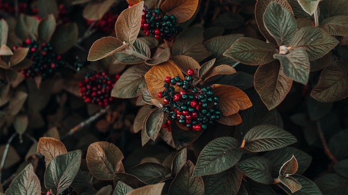 berries, leaves, selective coloring, nature