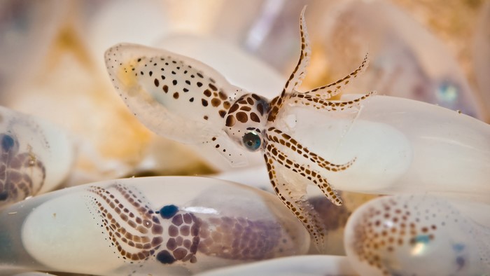 nature, baby animals, octopus, eggs, underwater