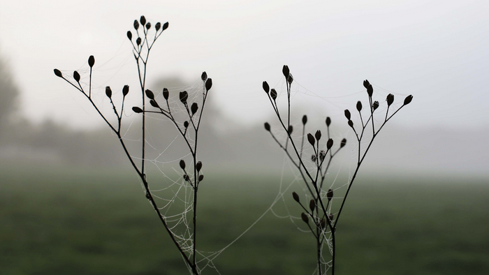 4K, morning, nature, spiderwebs