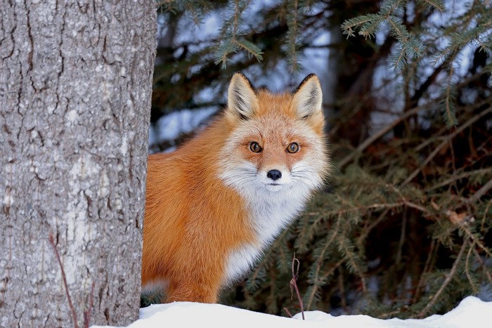 snow, fox, animals, outdoors, mammals