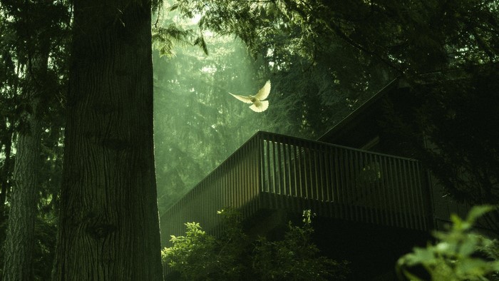 forest, sunlight, trees, fowl, nature, balcony