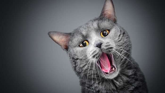 4K, gray background, simple background, animals, feline, cats, tongues, pet, yawning, mammals