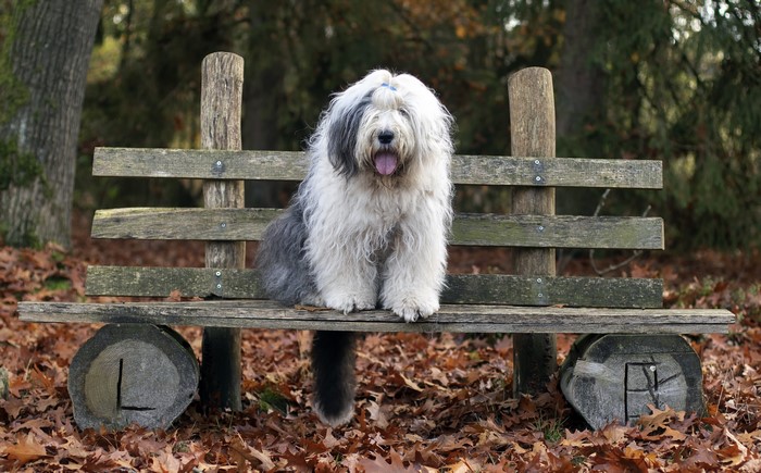 bench, outdoors, dog, mammals, leaves, animals