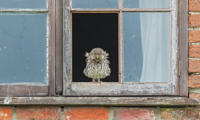 birds, animals, window, owl, glass