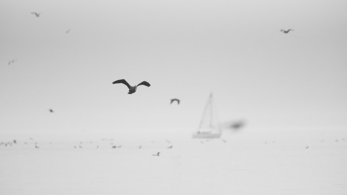 birds, nature, white, sailboats, clouds, sailing ship, overcast, film grain, minimalism, mist, boat, white background