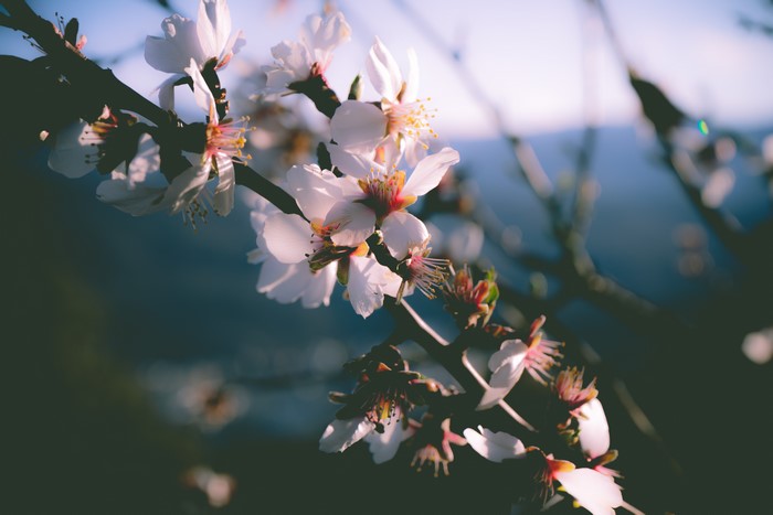 4K, spring, flowers, trees, closeup, blooming, nature