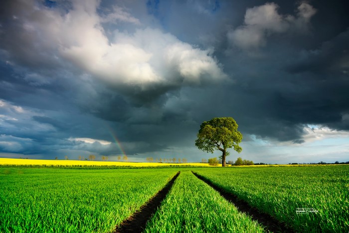 photography, overcast, trees, nature, grass, field, rainbows, outdoors, clouds, landscape