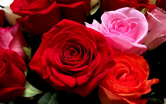 Close-up of red and pink roses