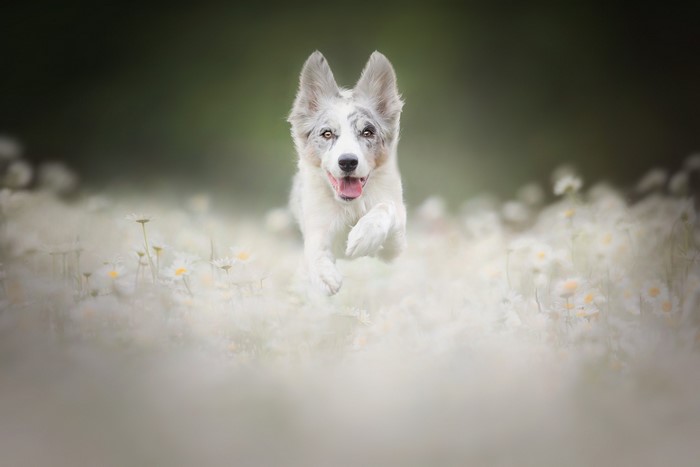 nature, animals, mammals, outdoors, dog, flowers