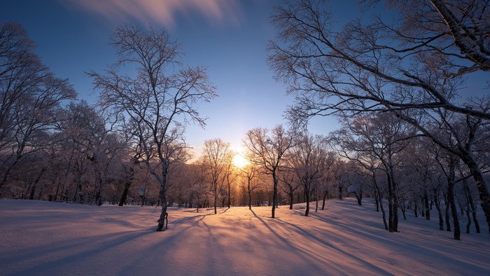 4K, nature, snow, winter, ice, outdoors, sunlight, trees, cold