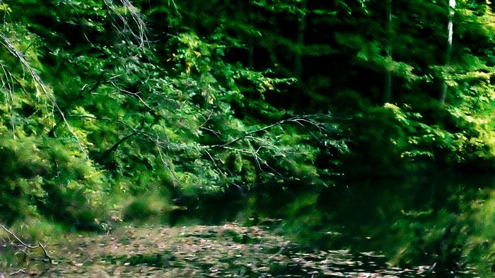 nature, branch, plants, grass, photography, shrubbery, floating, trees, reflection pool, green, outdoors, leaves