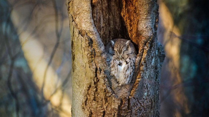 closed eyes, sleeping, forest, camouflage, birds, owl, animals, nature, tree bark, trees