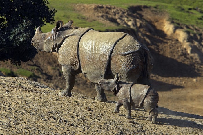 rhino, baby animals, nature, Indian Rhinoceros, mammals, animals