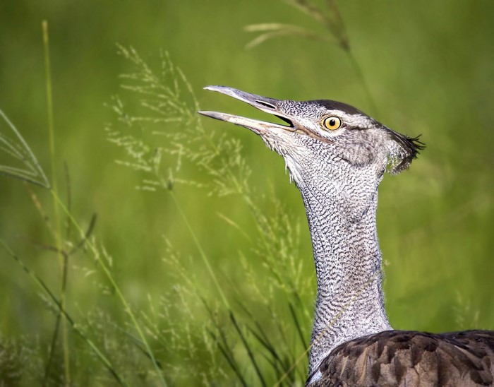 Africa, animals, birds, wildlife, Kori Bustard, nature, Botswana